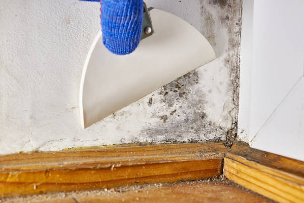  Kent City, MI Mold Removal Pros